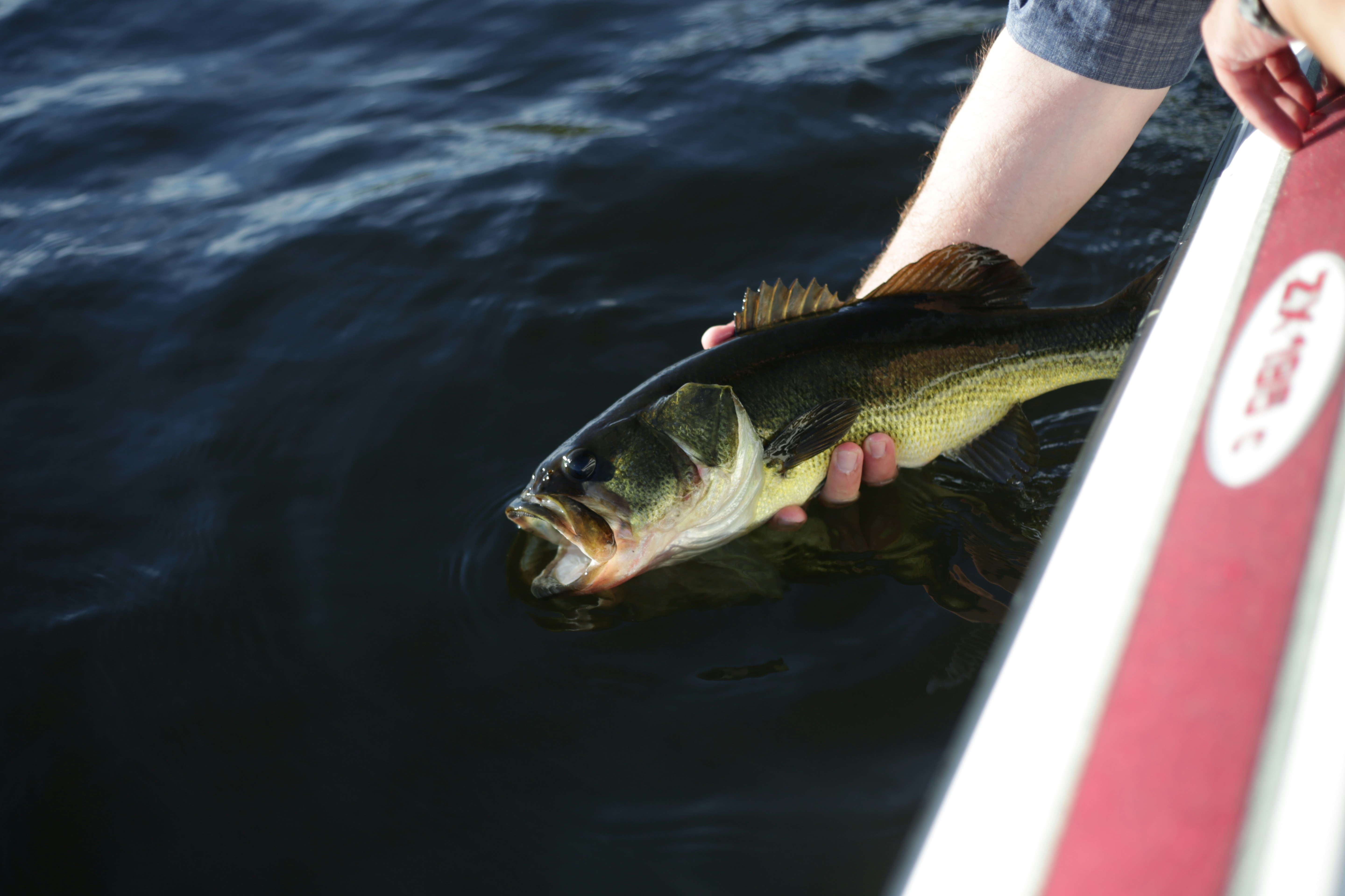 Angler holds a large bass while fishing from a boat, showcasing a successful catch.