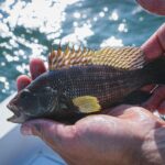 Fisherman proudly holds a fresh black sea bass against shimmering water, showcasing fishing success.