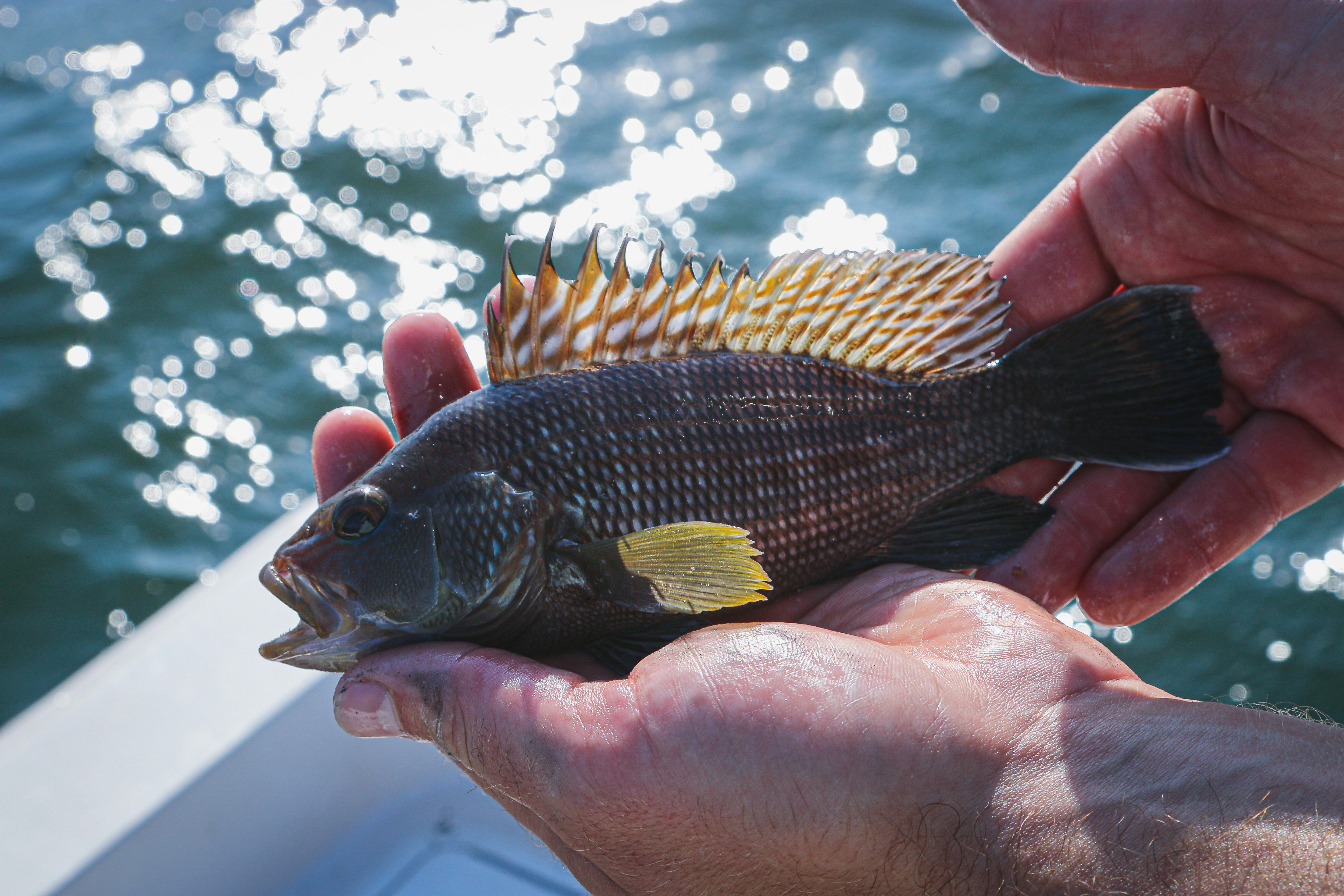 Fisherman proudly holds a fresh black sea bass against shimmering water, showcasing fishing success.