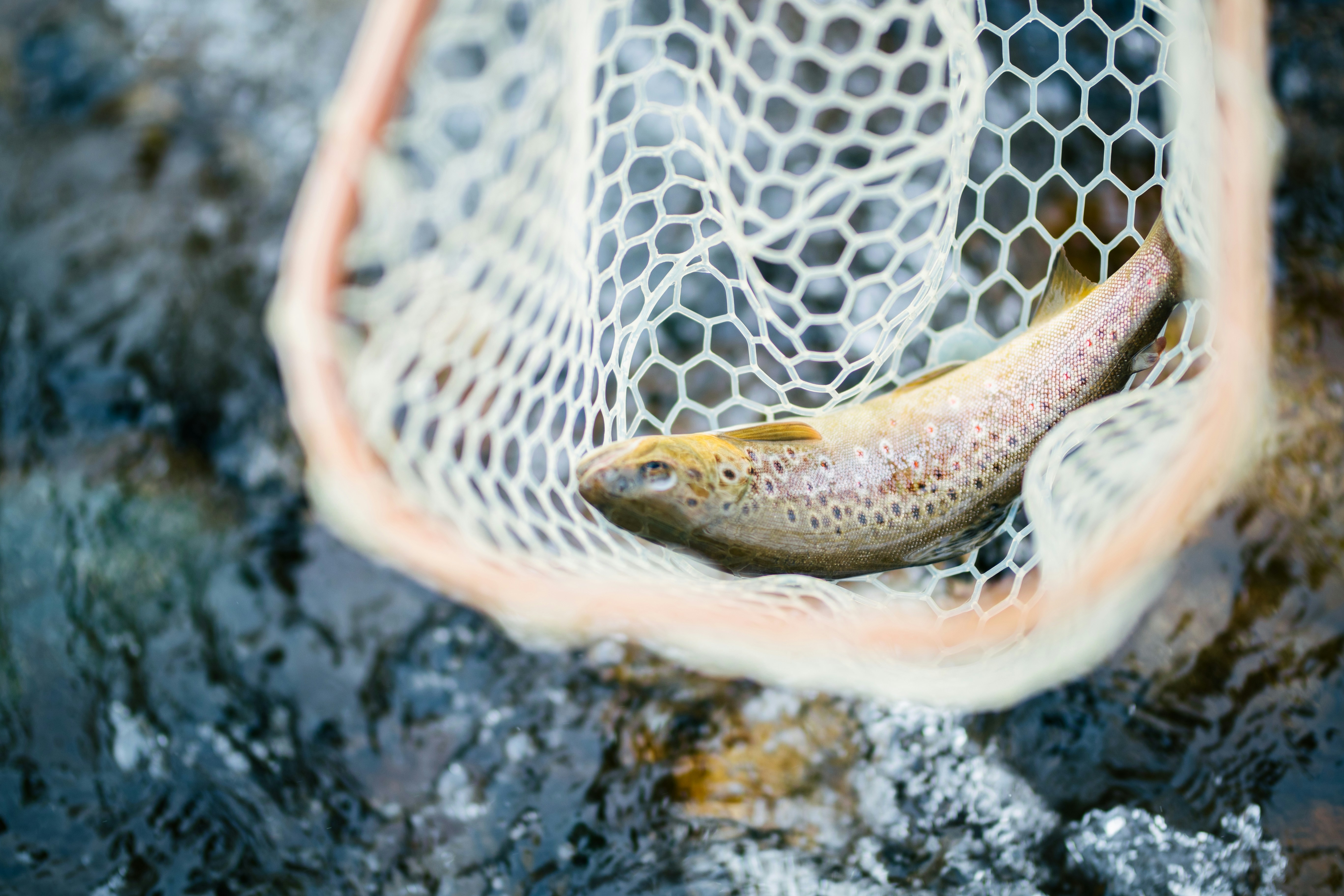 Brown trout caught in a fishing net against a shimmering stream background.