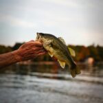 Elderly angler proudly displays a large, freshly caught largemouth bass by a serene lake.