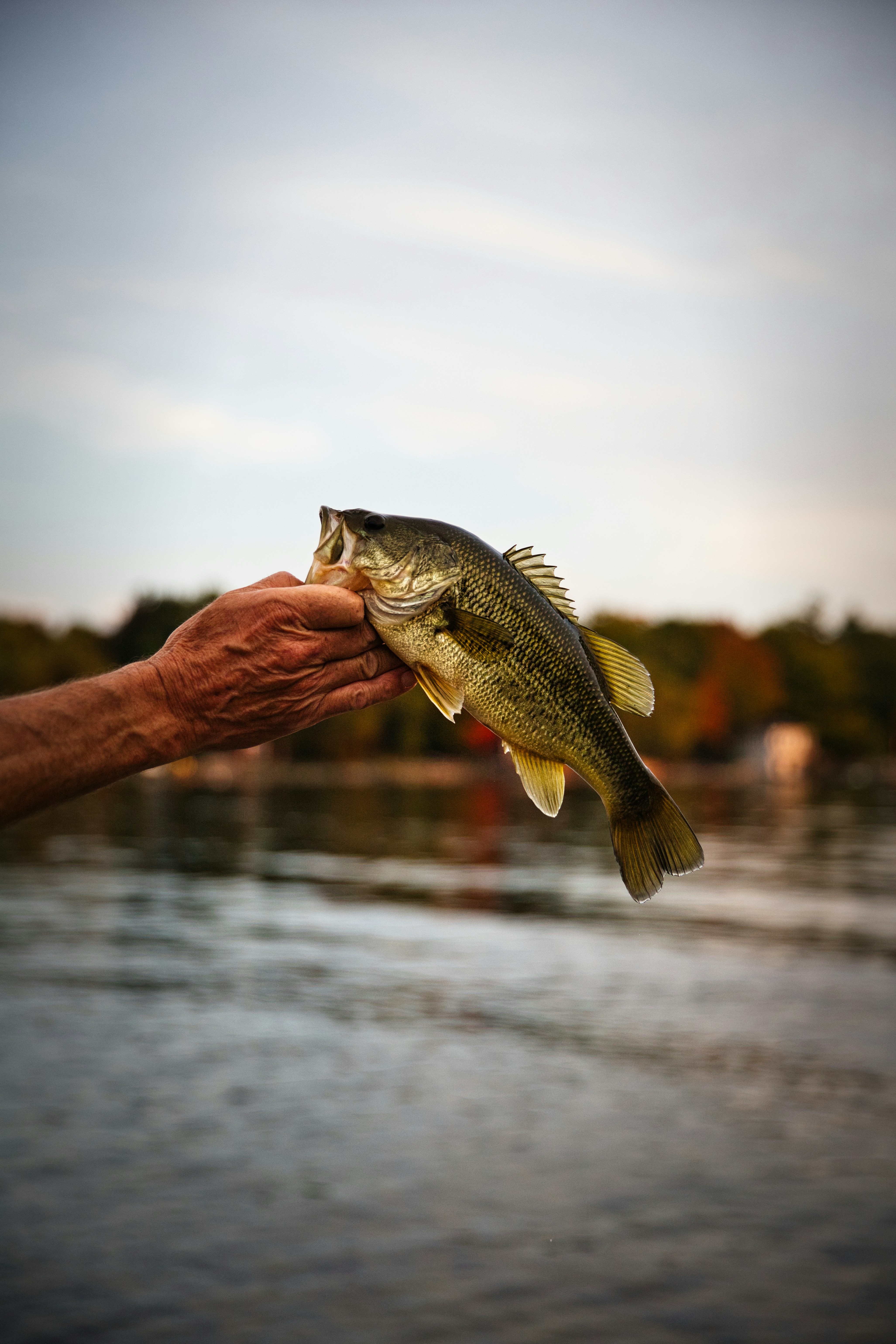 Elderly angler proudly displays a large, freshly caught largemouth bass by a serene lake.