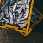 Fresh silver fish in yellow crates, showcasing quality seafood for fishing enthusiasts.