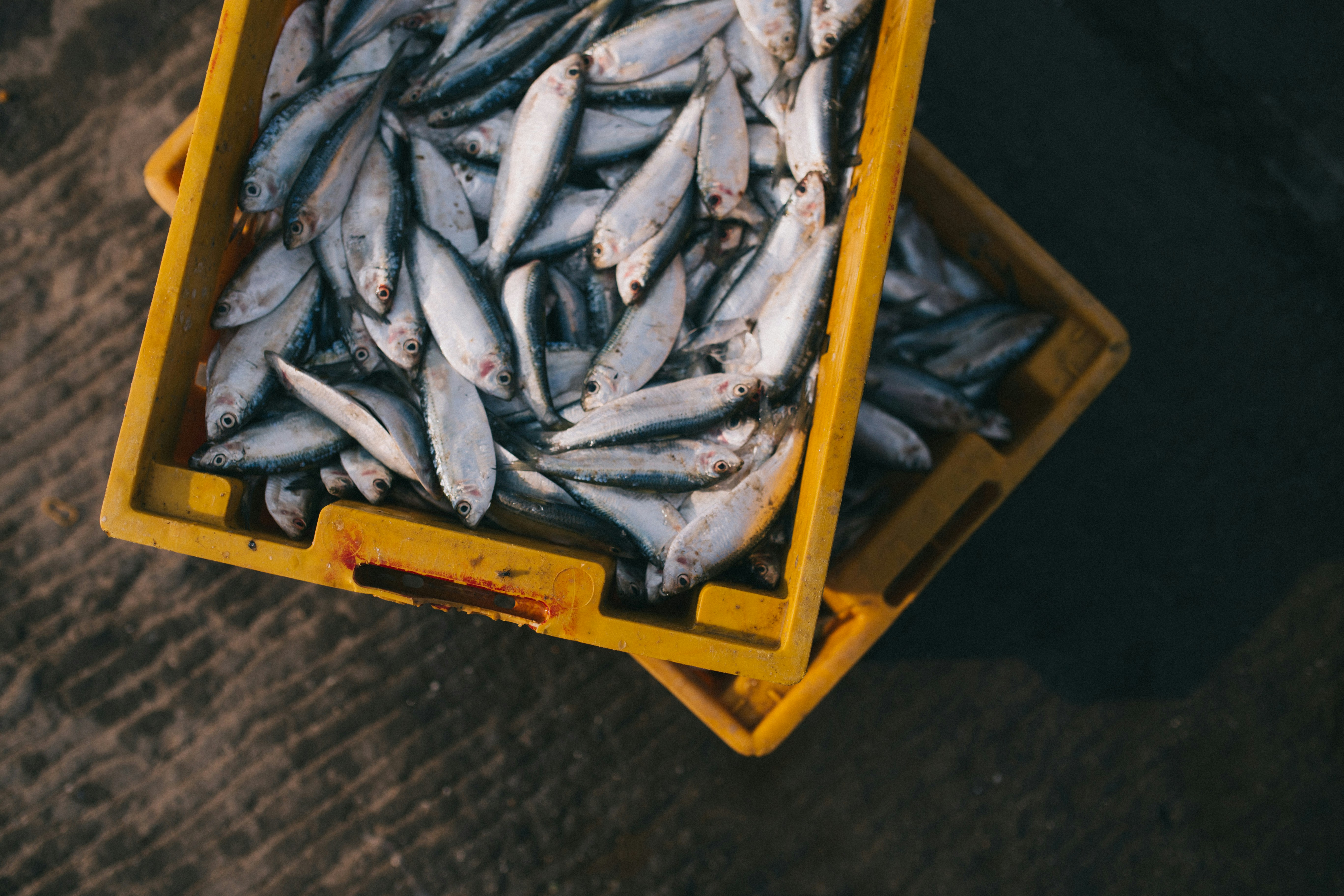 Fresh silver fish in yellow crates, showcasing quality seafood for fishing enthusiasts.