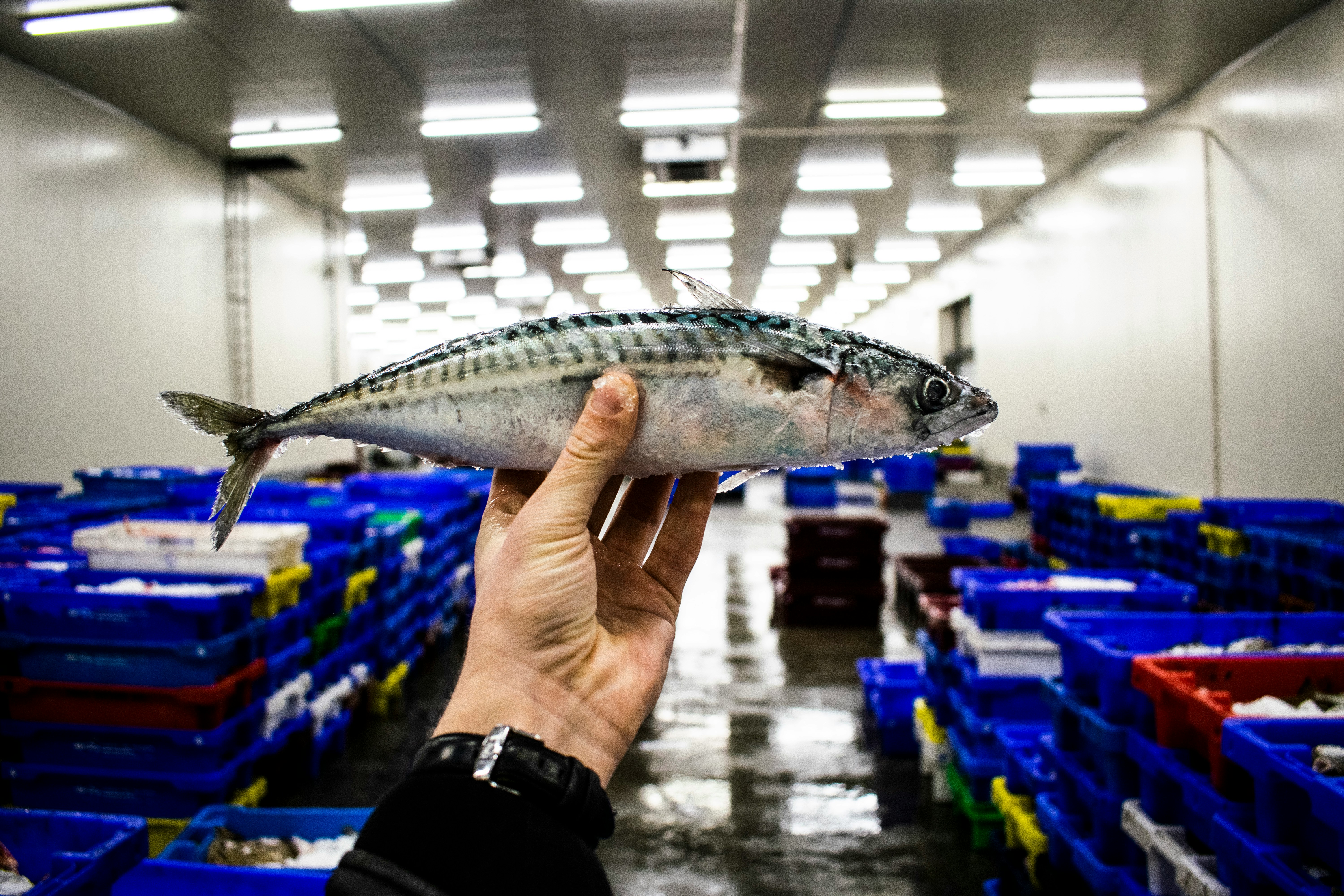 Fresh mackerel in a vibrant seafood market showcasing quality fish and seafood selection.