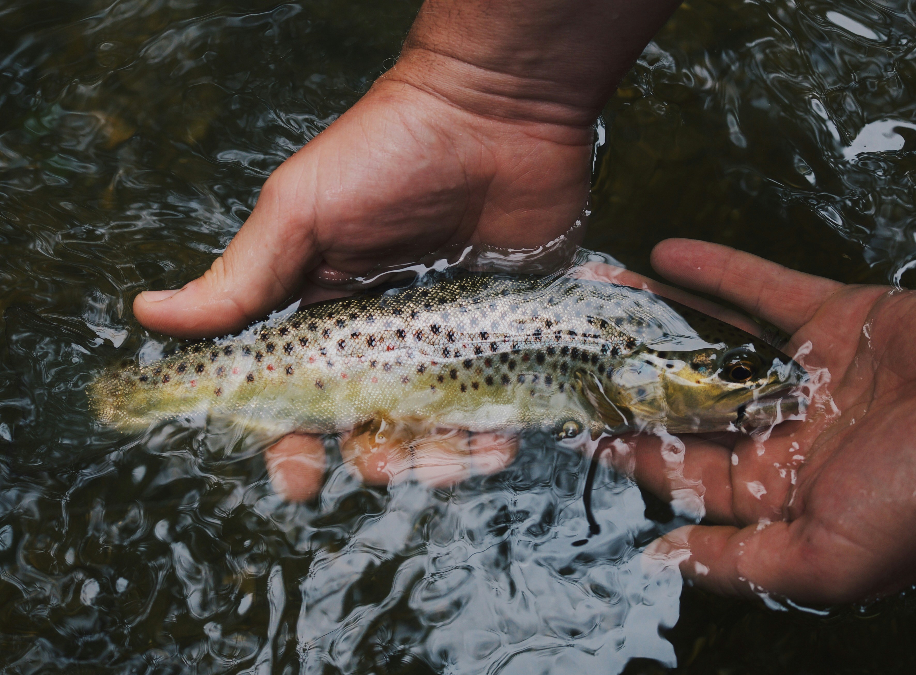 Person cradling a trout in shallow water, celebrating natures catch with fishing gear.