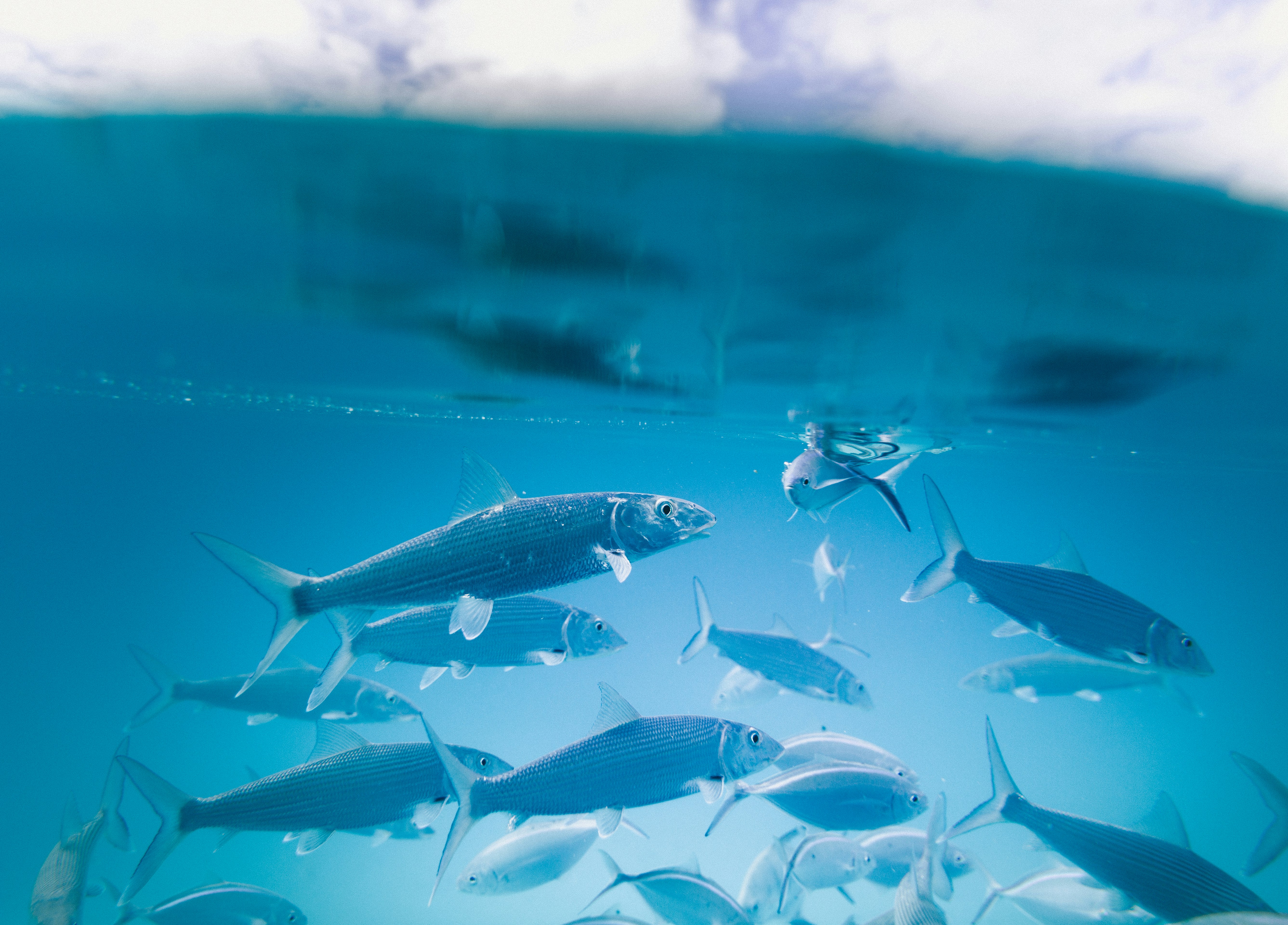 School of vibrant fish swimming underwater, showcasing marine life in a serene ocean landscape.